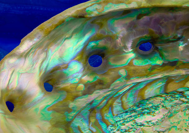 abalone shell opalescente su blu (p) - opalescent foto e immagini stock