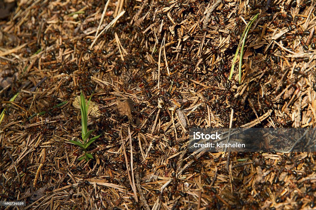 Lotes de formigas na baliza de madeira velha. - Royalty-free Animal Foto de stock