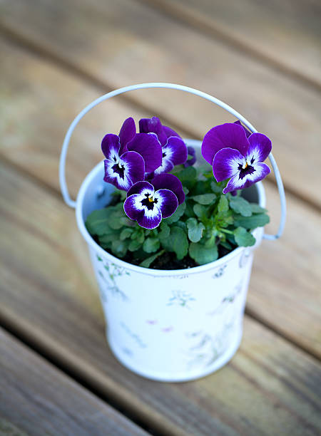 istock violet pansies on wooden surface 490734855