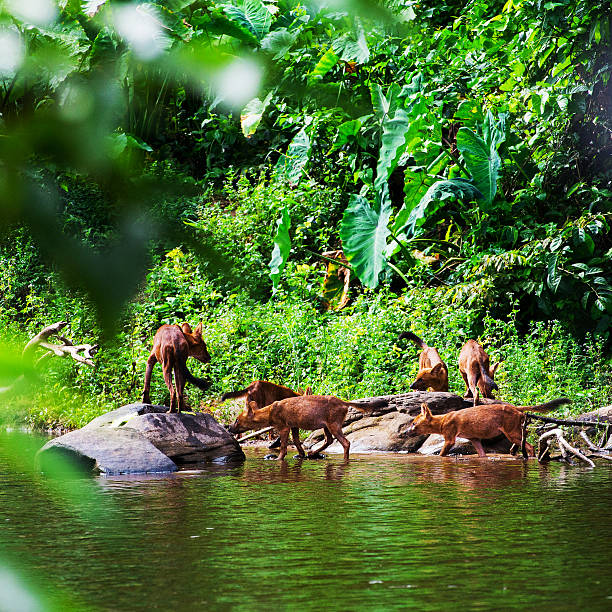 istock Asian wild dog family 490735029