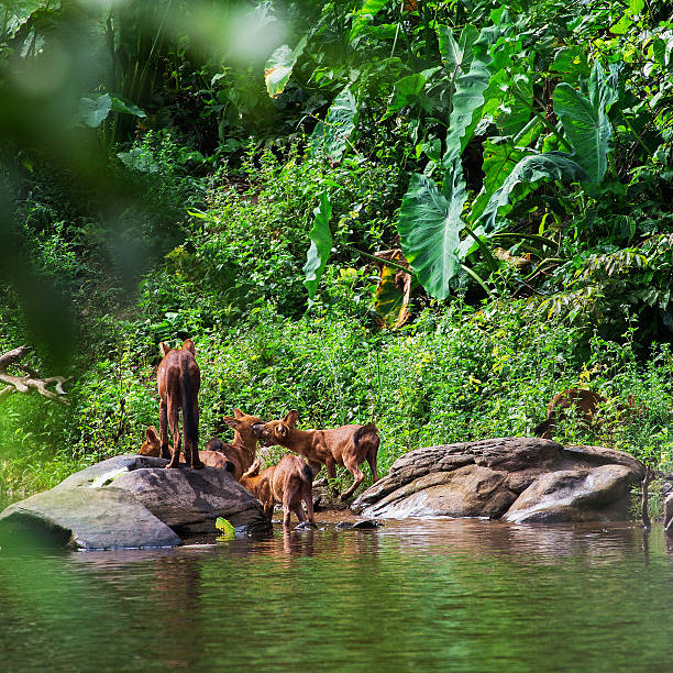 istock Asian wild dog family 490735031