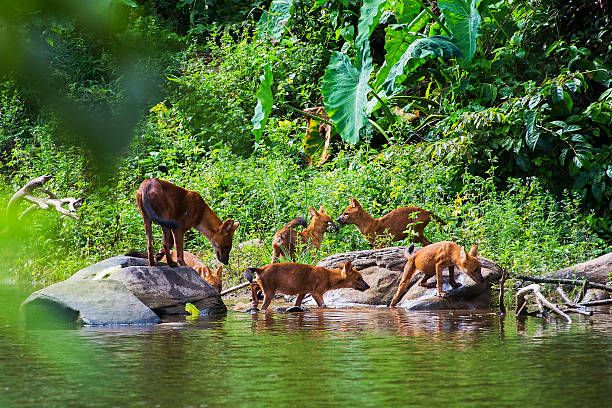 istock Asian wild dog family 490735033