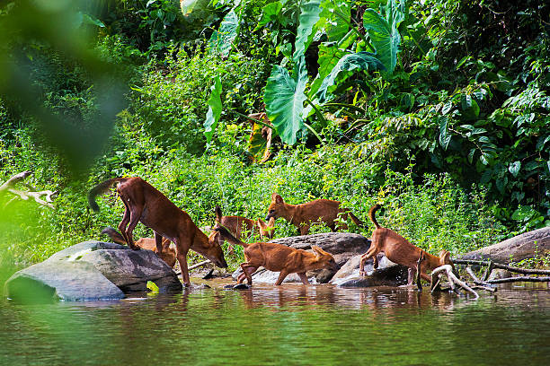 Asian wild dog family