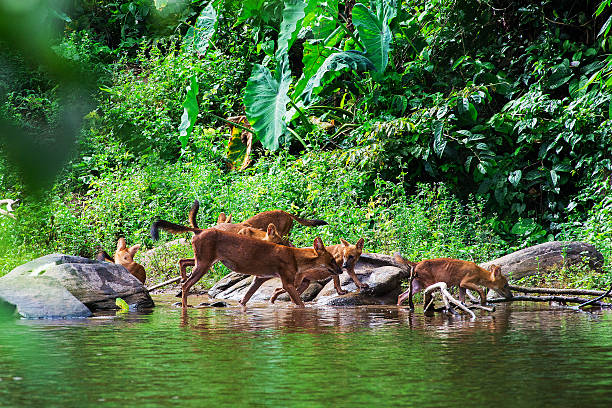 istock Asian wild dog family 490735045
