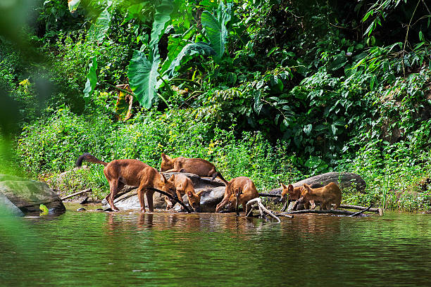 istock Asian wild dog family 490735047
