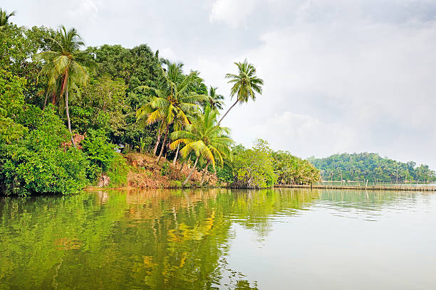 istock Tropical jungle on the lake 490735473