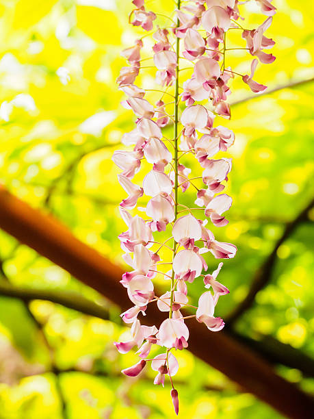 istock Spring flowers series, Wisteria trellis 490735601