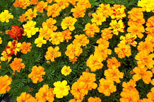 Marigold flowers seedling plants displayed in a garden center in the spring.