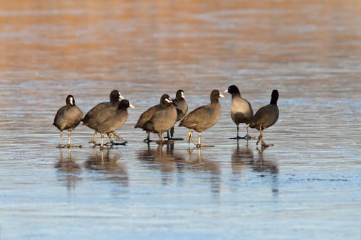 group of coots ( fulica atra ) standing together on icy lake
