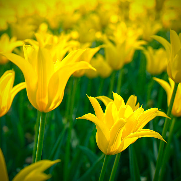 istock beauty tulip flower 490736259