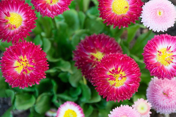 istock Pink English Daisy flowers 490737639