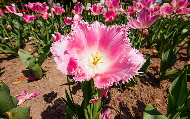 istock Spring flowers series, pink tulips 490738019