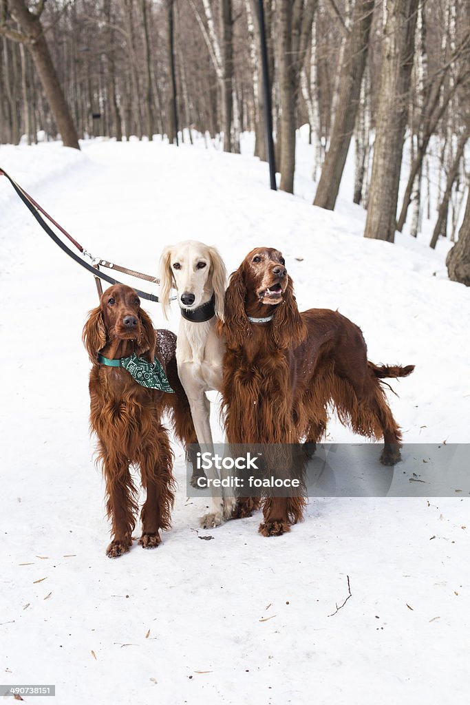 Tre cani in piedi - Foto stock royalty-free di Albero