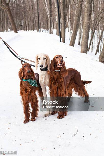 Tre Cani In Piedi - Fotografie stock e altre immagini di Albero - Albero, Ambientazione esterna, Animale