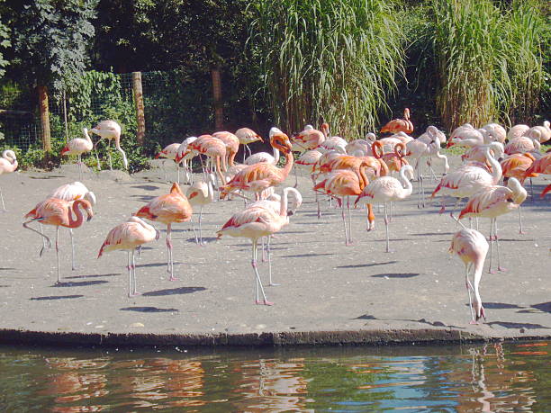 istock Flamingos in the zoo 490738473