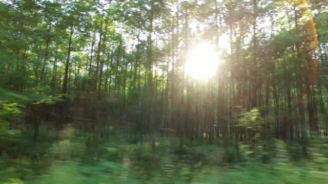 Forest and trees through the car window 4K