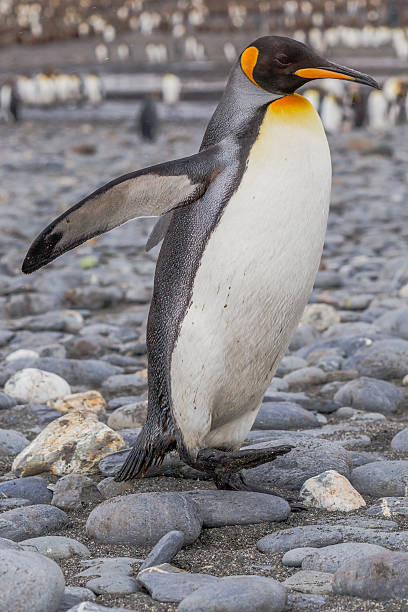 istock Walking adult king penguin 490738933