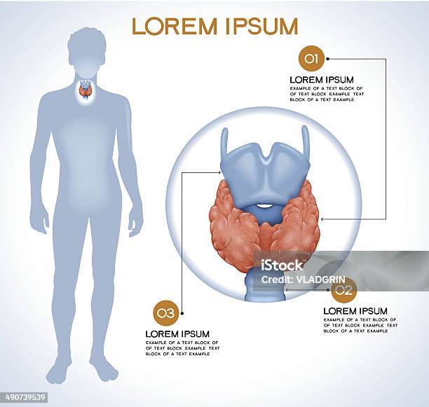 Organe Interne Humain De La Thyroïde Vecteurs libres de droits et plus d'images vectorielles de Glande thyroïde - Glande thyroïde, Corps humain, Os hyoïde