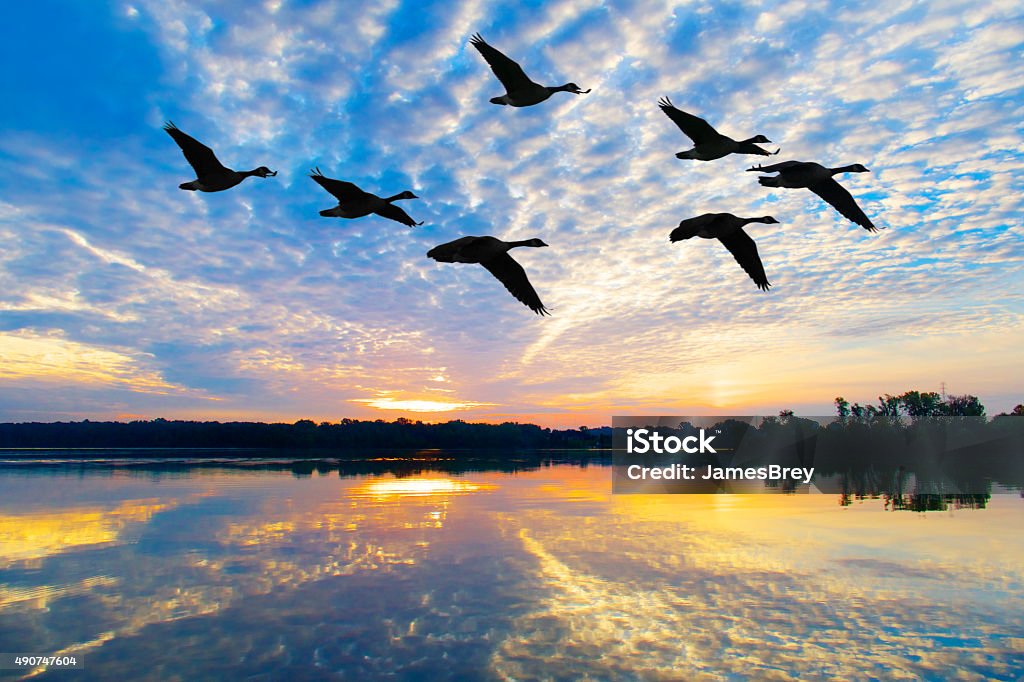 Volare fino stormo di oche autunno all'alba mozzafiato - Foto stock royalty-free di Anatra - Uccello acquatico