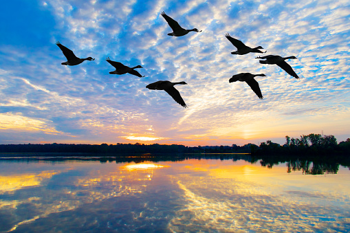 Flock of Geese Fly Through Breathtaking Autumn Sunrise