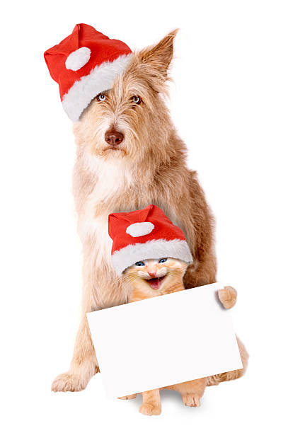 istock Cat and dog with Santa hat and banner 490749684