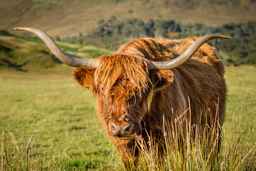 A mature Highland Cow staring at the camera in Glen Lyon, Perthshire, Scotland.