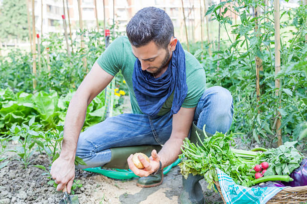 istock young man pulls out potatoes in the vegetable garden 490750464