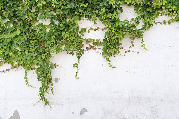 istock ivy leaves isolated on a white background 490750754