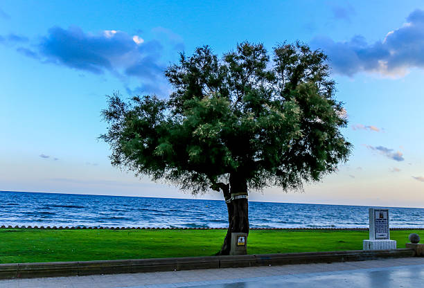 istock Wonderful tree overlooking the Mediterranean Sea in Sitges, Barcelona 490751106