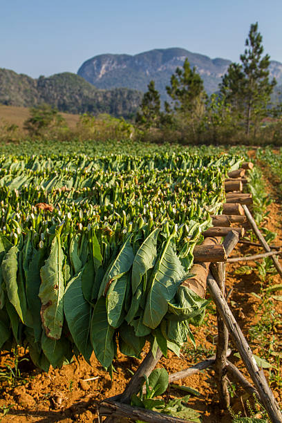 istock Tobacco leaves drying 490751708