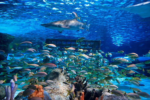 Sandtiger shark and yellowtail snapper are swimming in an aquarium in SC