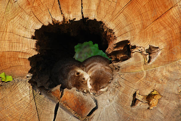 Two oriental small-clawed otter sleeping side by side inside of a hollow trunk.
