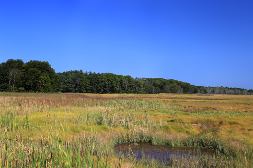Marsh, Forest and Clear Blue Sky, Qgunquit, Maine, New England, USA. Water, vivid clear blue sky with clouds are in the image. Canon EOS 6D (full frame sensor) and Canon EF 24-105mm f/4 L IS lens. Polarizing filter.