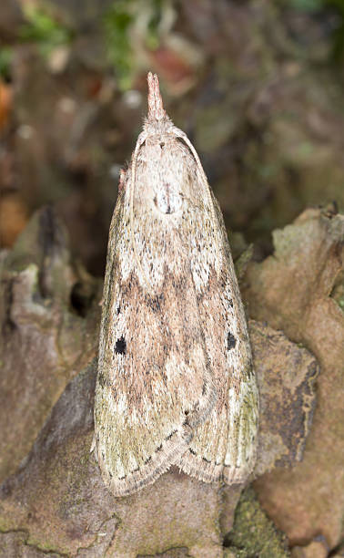 istock Bee moth, Aphomia sociella 490753848