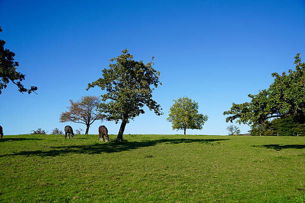 istock brown horse on a meadow 490754212