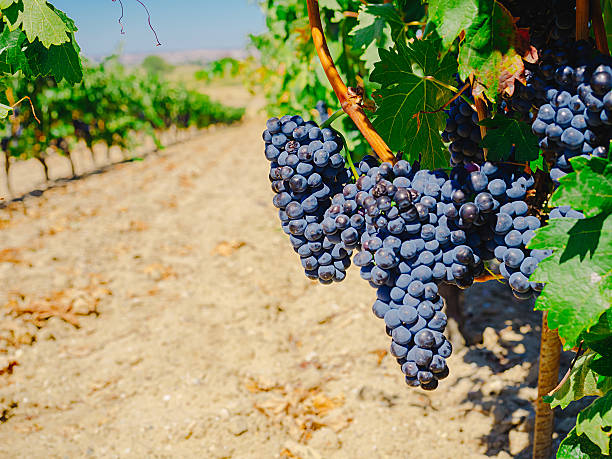 istock Red grapes with green leaves on the vine 490754630