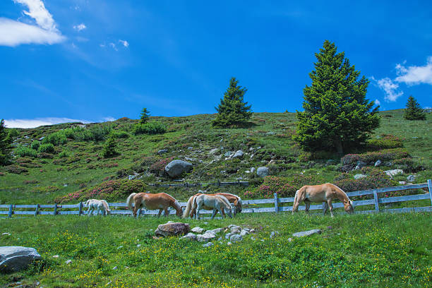 хафлингер в горы - european alps tirol rhododendron nature стоковые фото и изображения