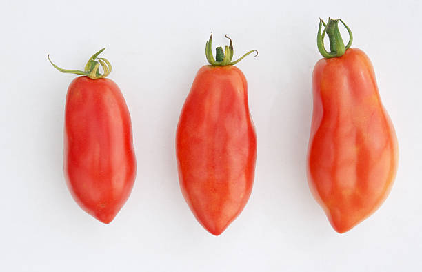 rosso san marzano e tomatos su sfondo bianco - plum tomato immagine foto e immagini stock