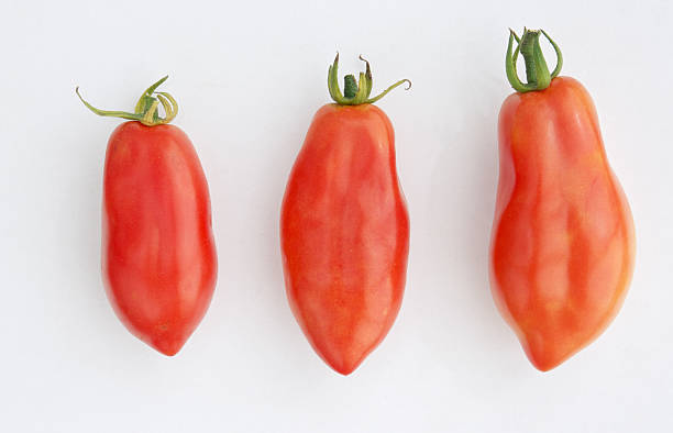 Red San Marzano tomatos on a white background