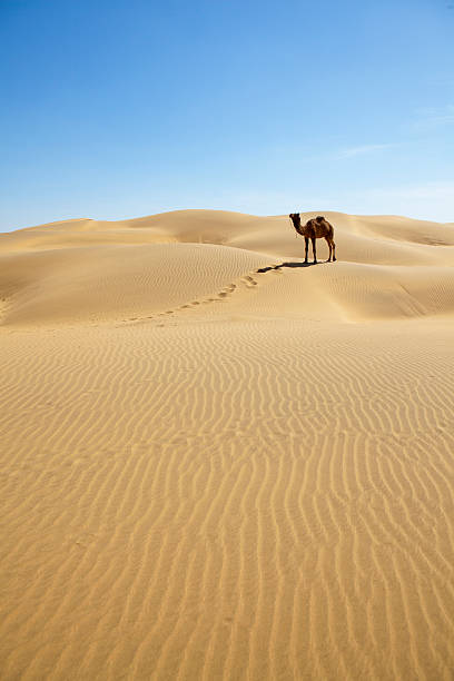 cammello nel deserto. - camel india animal desert foto e immagini stock