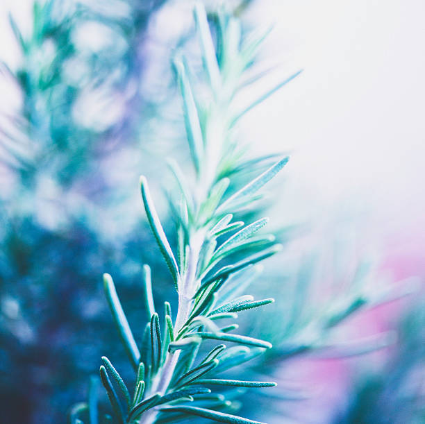 istock Fresh organic homegrown rosemary plant 490758330