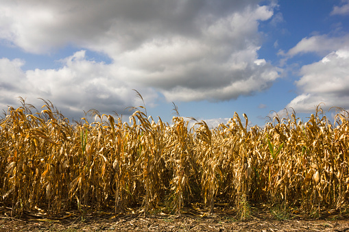 Yellow,dry corn field in early autumn. Photo is taken with dslr camera and wide angle lens on nice, sunny day in European countryside.
