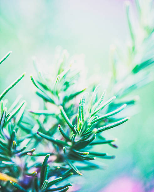 istock Fresh organic homegrown rosemary plant 490759028