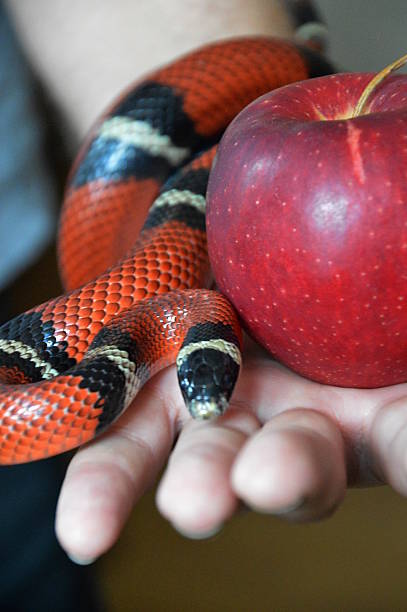 cobra e fruto proibido - snake apple liar bible imagens e fotografias de stock