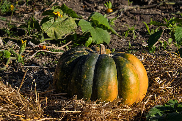 calabaza - kurbis fotografías e imágenes de stock