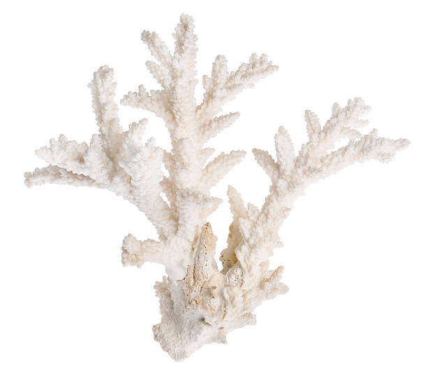 white color isolated sea coral stock photo