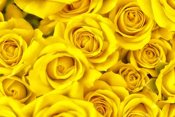 Photo of bunch of yellow roses full frame photography