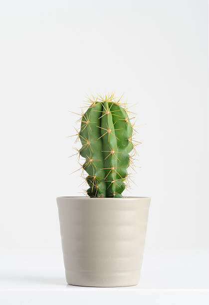 cactus sobre blanco - thimble sewing item close up studio shot fotografías e imágenes de stock