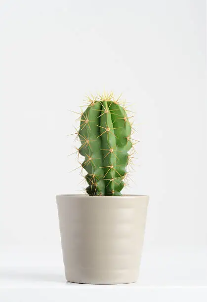 Photo of cactus on white