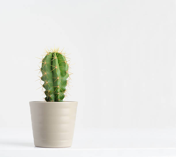 cactus sobre blanco - cactus green environment nature fotografías e imágenes de stock